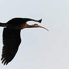 Ibis noir
