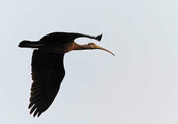 Red-naped Ibis