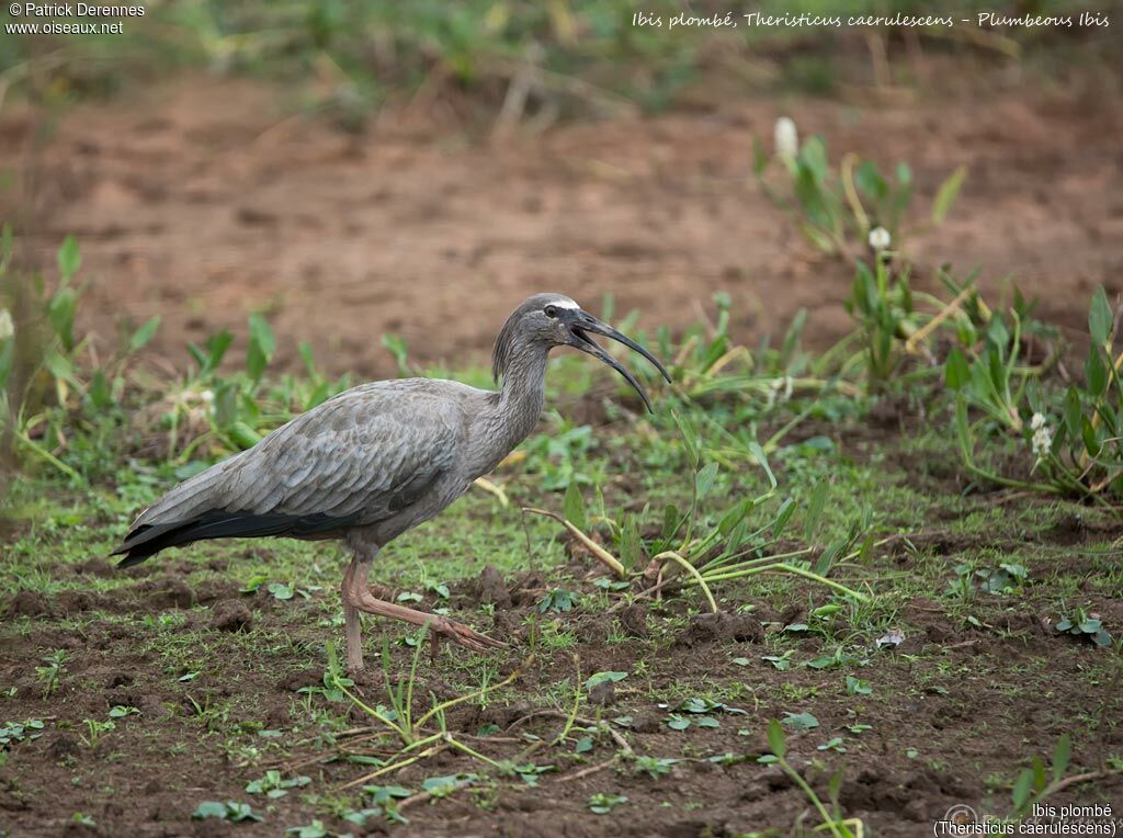 Ibis plombéimmature, identification, habitat, marche
