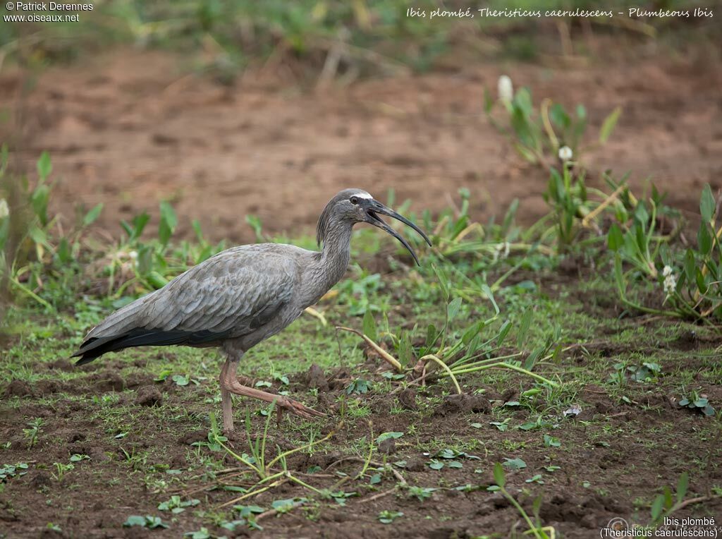 Ibis plombéimmature, identification, habitat, marche