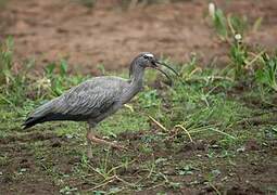 Plumbeous Ibis