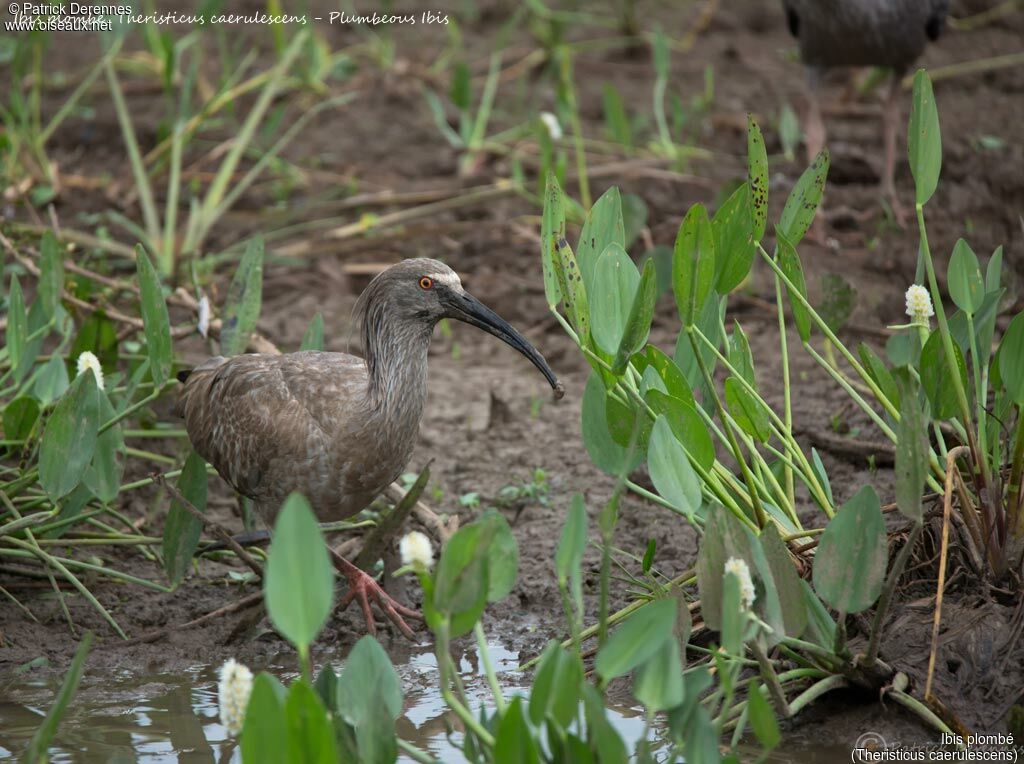 Ibis plombéadulte, identification, habitat