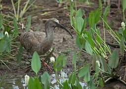 Plumbeous Ibis