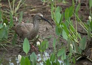 Ibis plombé