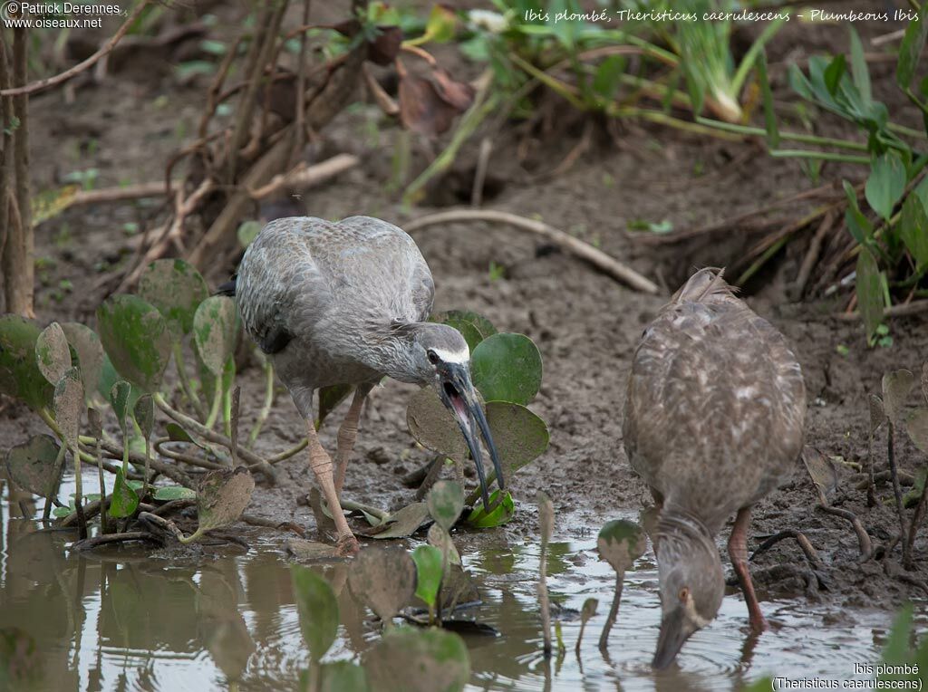 Plumbeous Ibis, identification, habitat, feeding habits