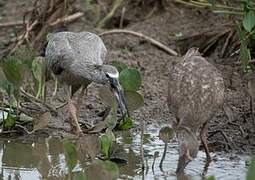 Ibis plombé