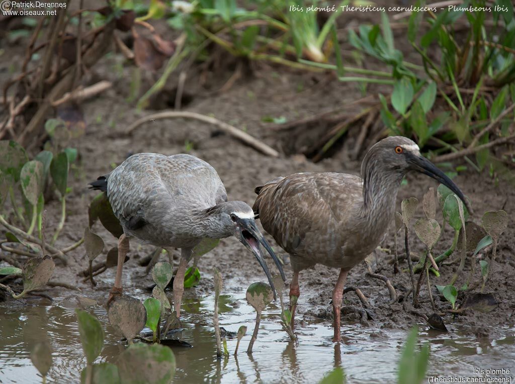 Ibis plombé, identification, habitat