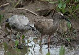 Ibis plombé