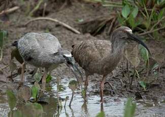 Ibis plombé