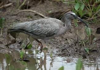 Ibis plombé