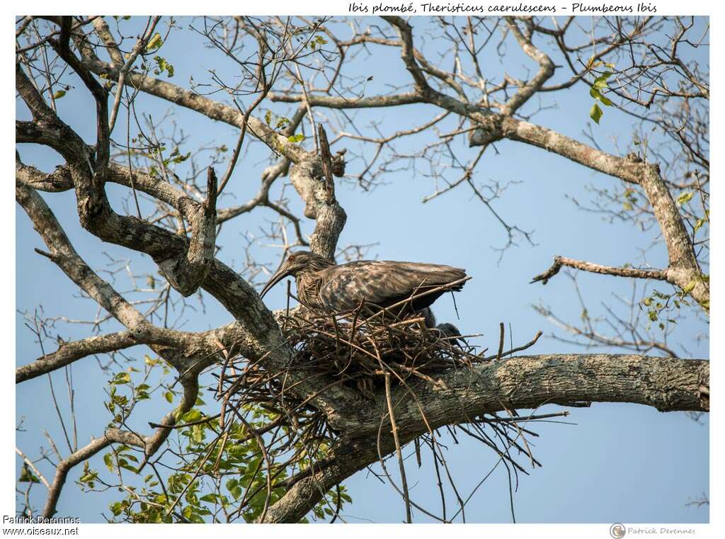 Plumbeous Ibisadult, Reproduction-nesting