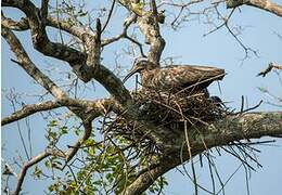 Plumbeous Ibis