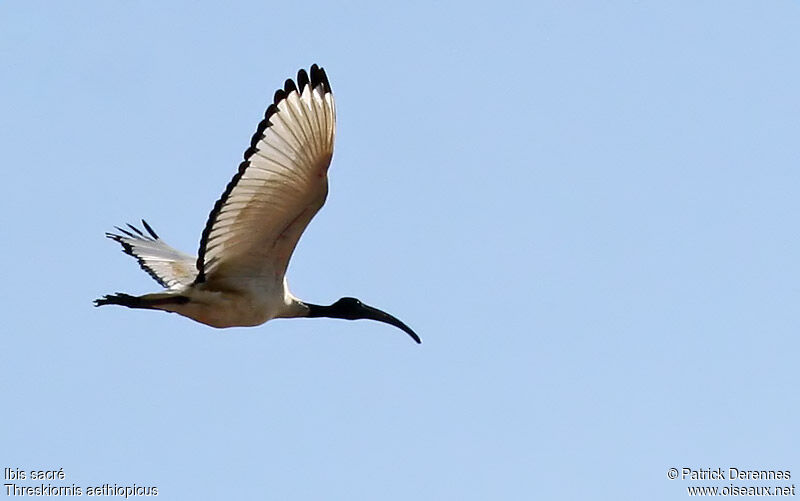 African Sacred Ibis