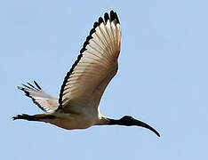 African Sacred Ibis