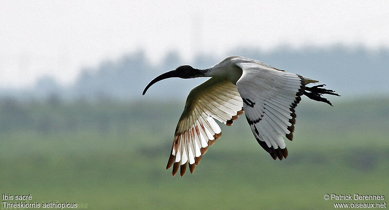 African Sacred Ibis