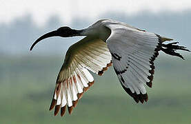 African Sacred Ibis