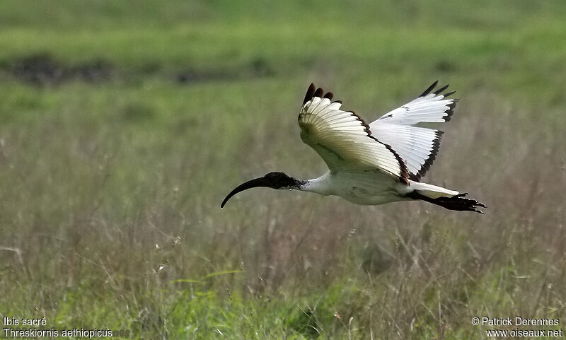 African Sacred Ibis