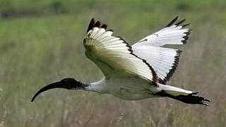 African Sacred Ibis