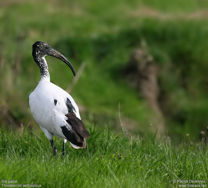 African Sacred Ibis, identification