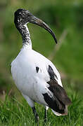 African Sacred Ibis