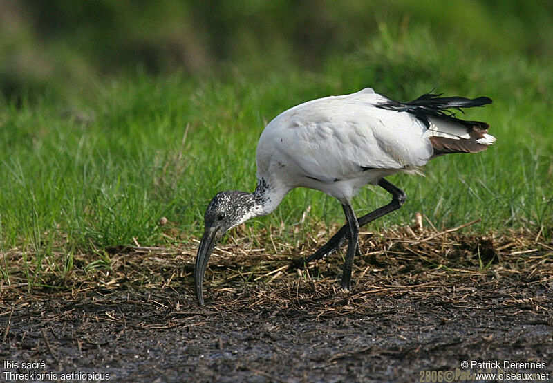 African Sacred Ibis