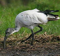 African Sacred Ibis