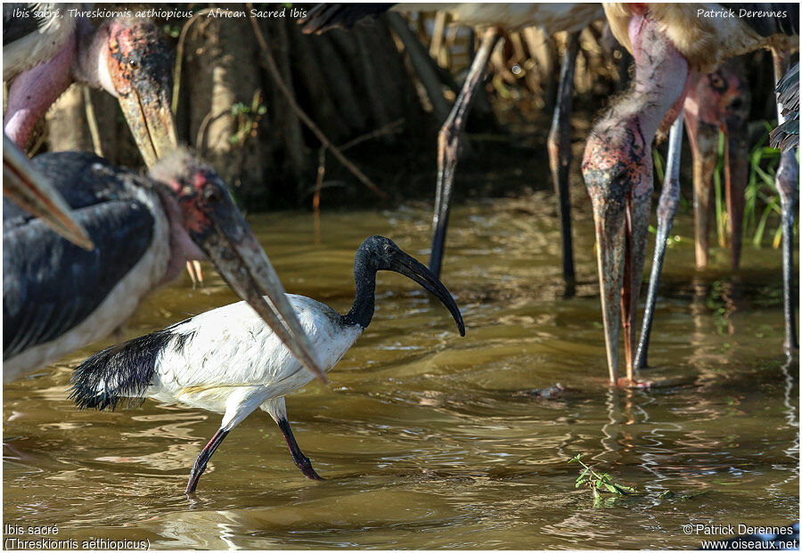 African Sacred Ibisadult, identification