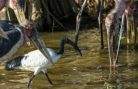 African Sacred Ibis