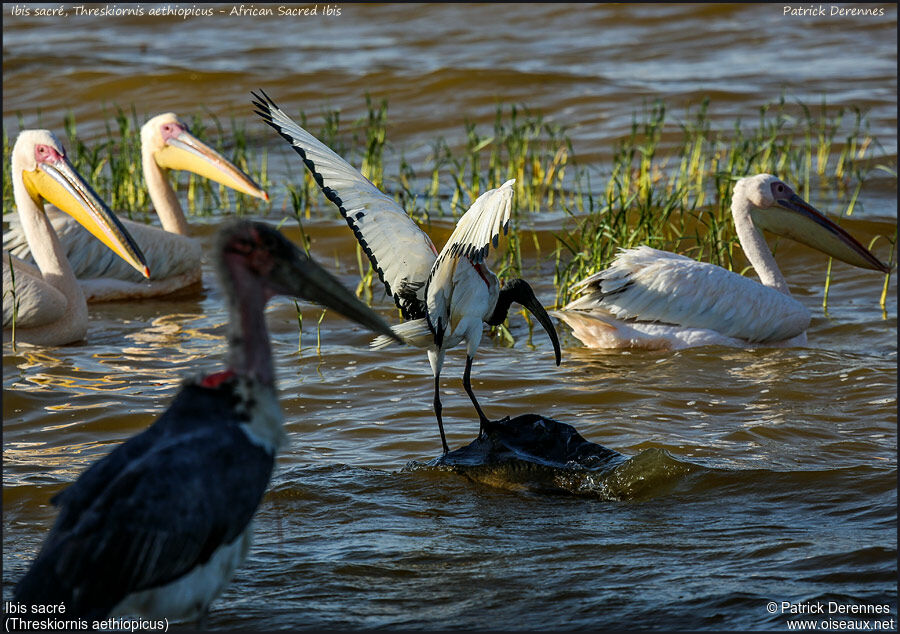 Ibis sacré, Vol