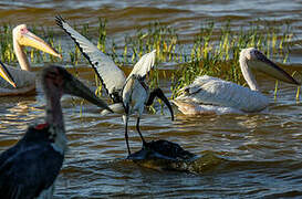 African Sacred Ibis