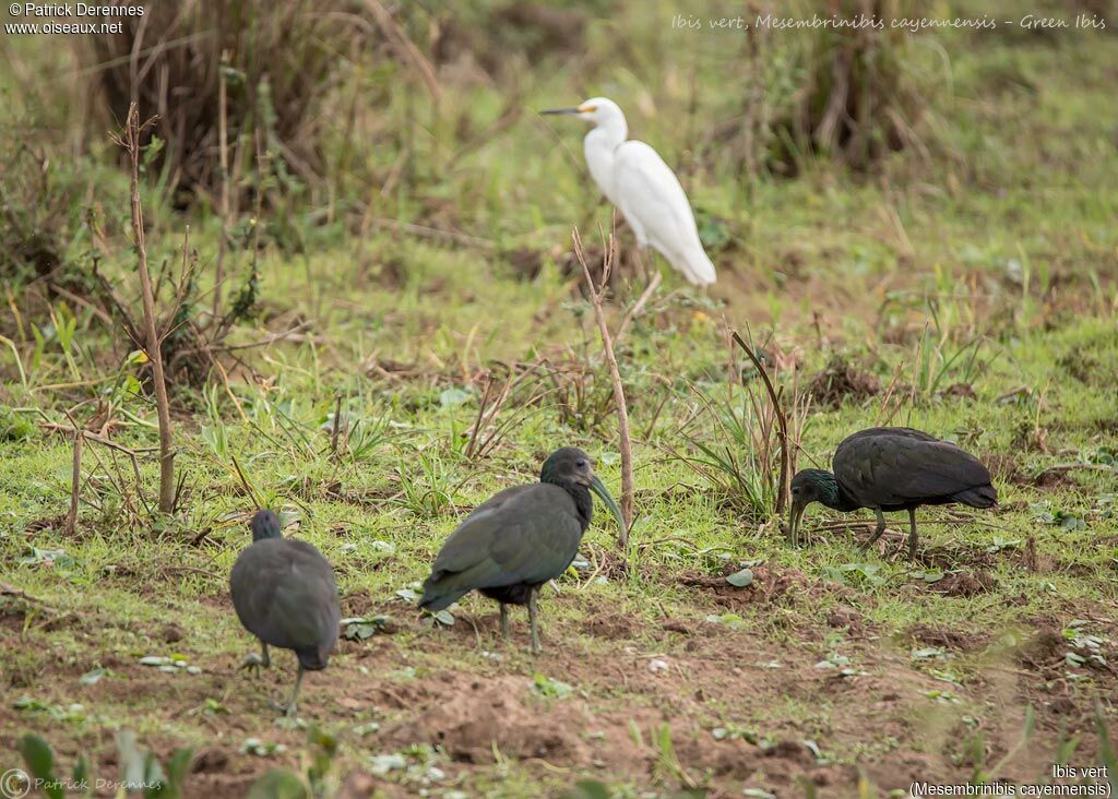 Green Ibis, habitat