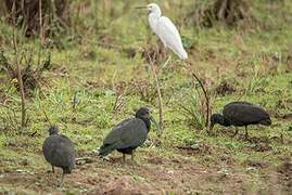 Green Ibis