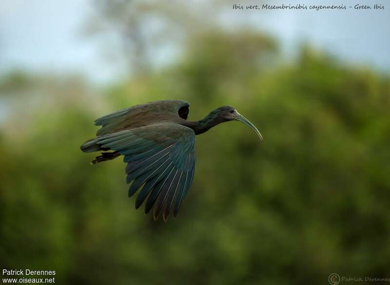 Green Ibis, Flight