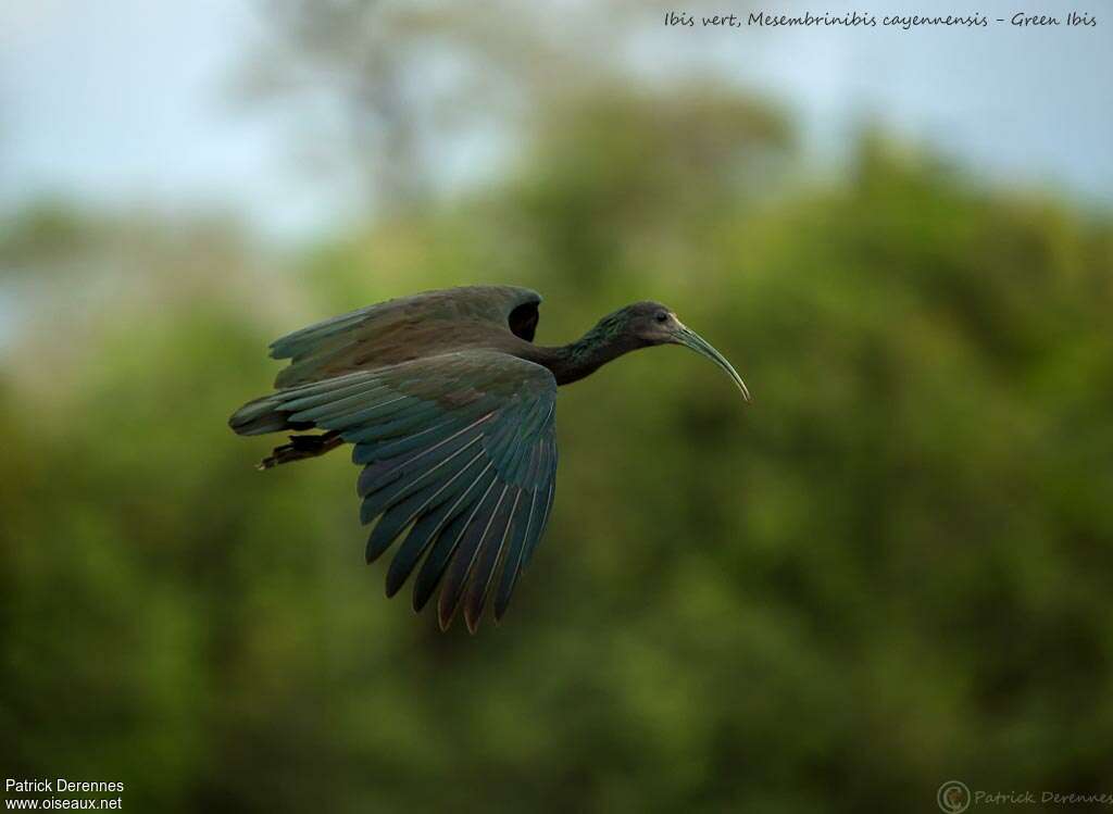 Ibis vert, Vol