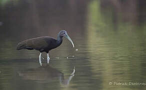 Green Ibis