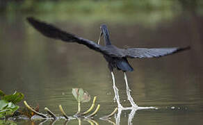 Ibis vert