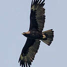 Aigle de Wahlberg