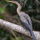 Anhinga d'Amérique
