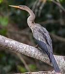 Anhinga d'Amérique