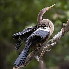 Anhinga d'Amérique