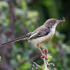 Apalis à front roux