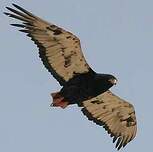 Bateleur des savanes