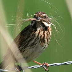 Bruant des roseaux