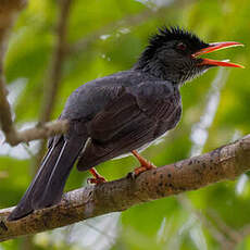 Bulbul des Ghats