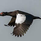 Canard musqué