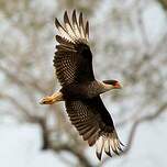 Caracara huppé