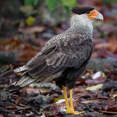 Caracara huppé