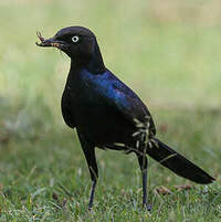 Choucador de Rüppell