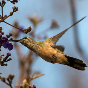 Colibri guaïnumbi