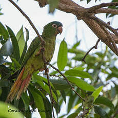 Conure à tête bleue